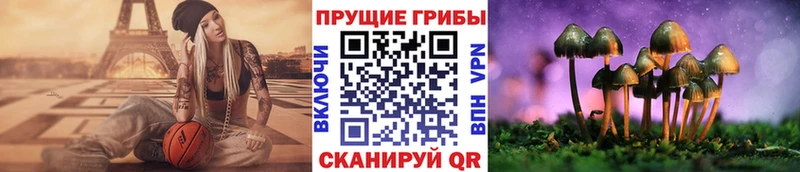 Псилоцибиновые грибы Psilocybe  Купить закладки  Ершов 